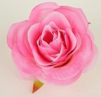 Open Rose New